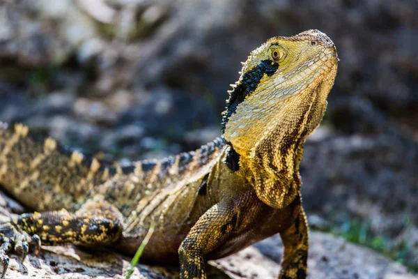 Reptile lizard tongue