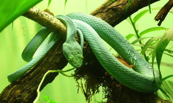 Side view of Striped Palm Viper snake