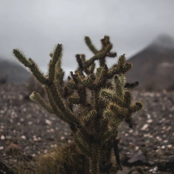 Landscape cactus closeup