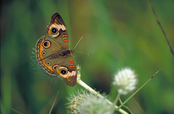 Common buckeye butterfly on flower