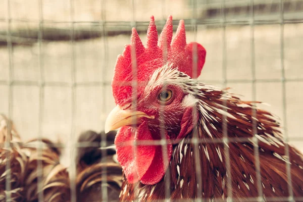 Rooster Behind Fence, closeup.