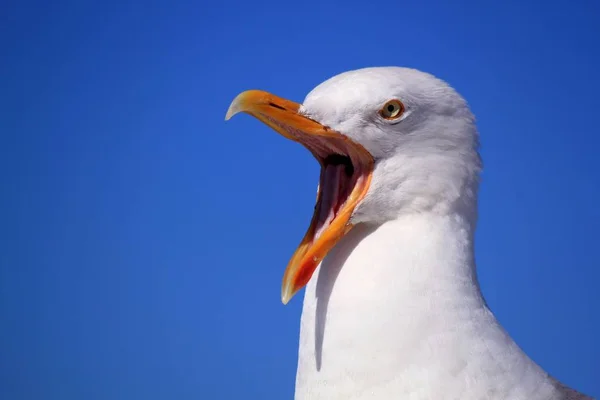 Seagull is white bird