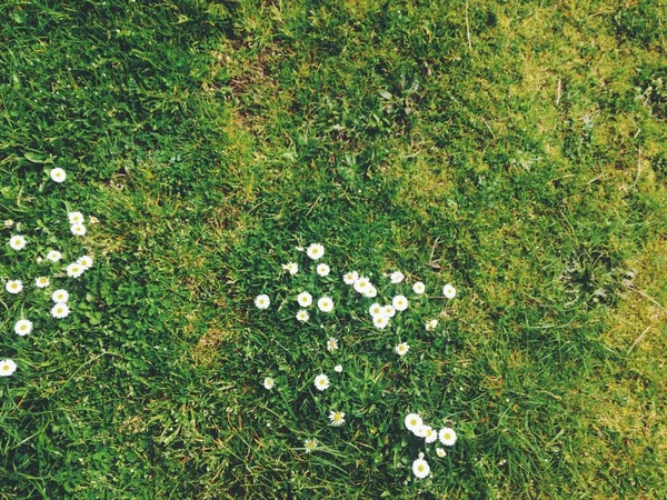 White Flowers on the Grass