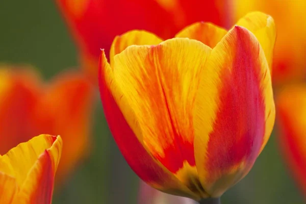 Tulip fragrance