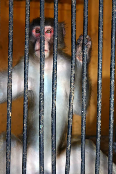 Monkey witting in cell cage