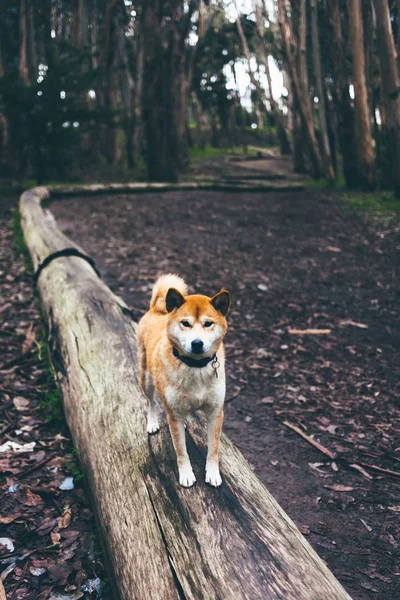 dog in the Woods