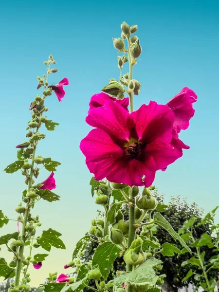 close up of  Fresh Flower blooming