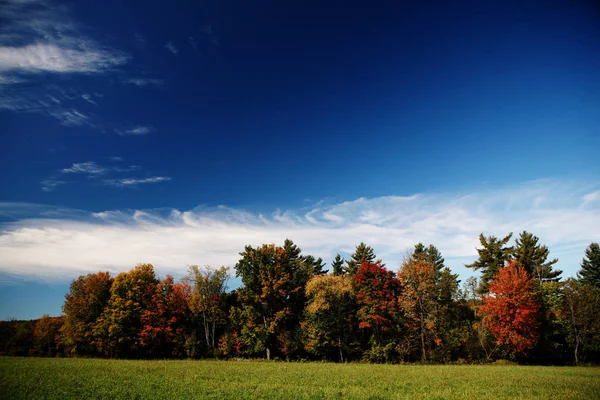 Forest in autumn with colourful trees and blue sky