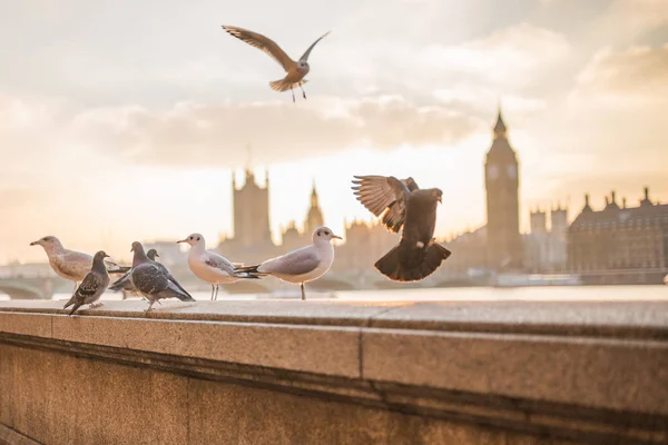 Birds on a ledge