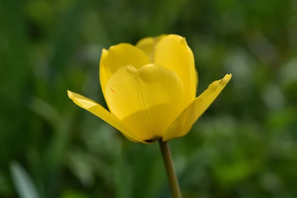 close up of Beauty of yellow flower