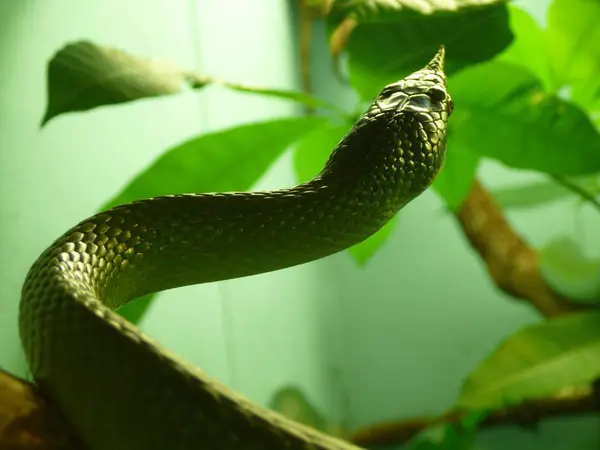 close up of Green Snake in the wild