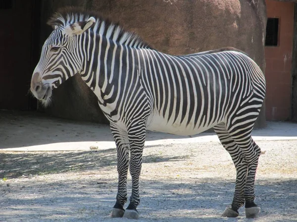 Zebra animal in the Zoo