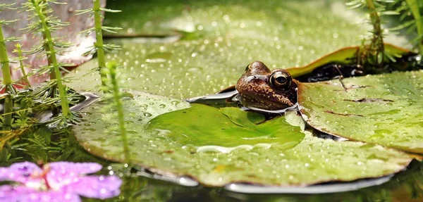 Frog hiding among leaves in pond