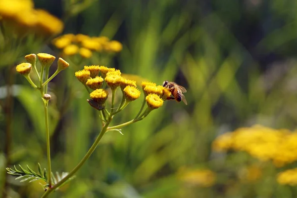 Bee on the Flower in garden