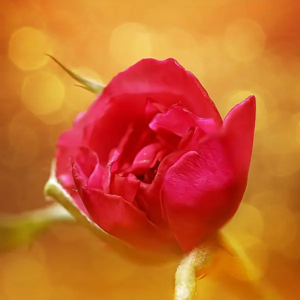 close up of rose fresh flower gift