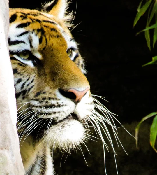 Bengal Tiger face closeup