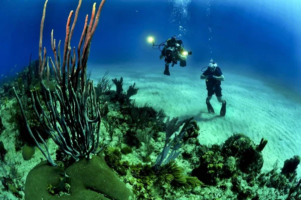 Two Divers in the ocean Underwater shot