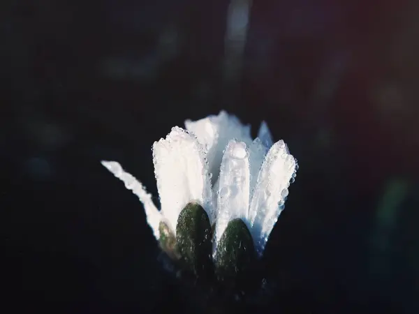 Nature white tulip