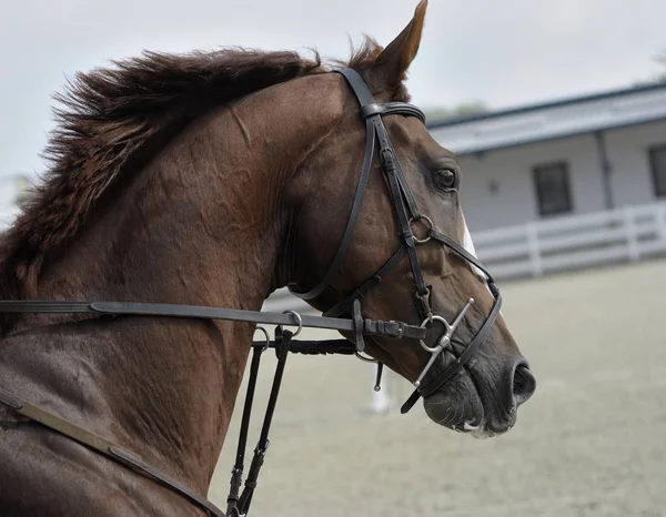 Horse at Stable, closeup.