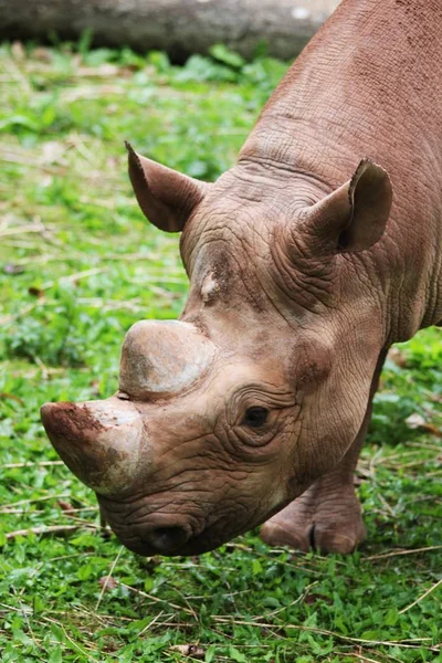 Rhino in the Zoo animal