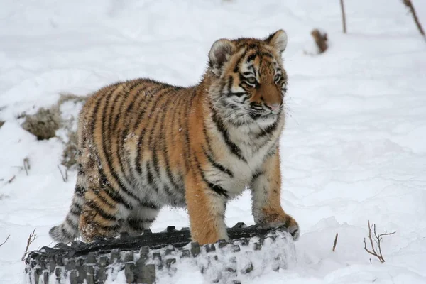 Little Tiger playing with tire on snow in winter