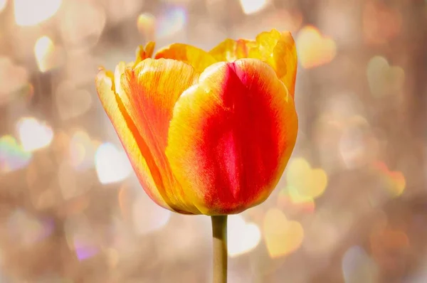 Fresh yellow with red flower