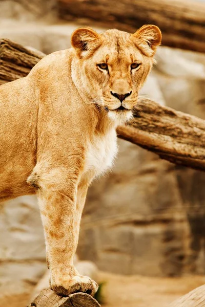 Lioness In Africa, feeline animal.