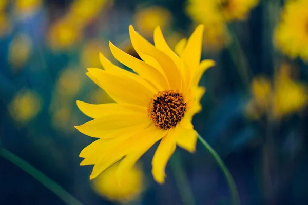 Yellow flower in Garden