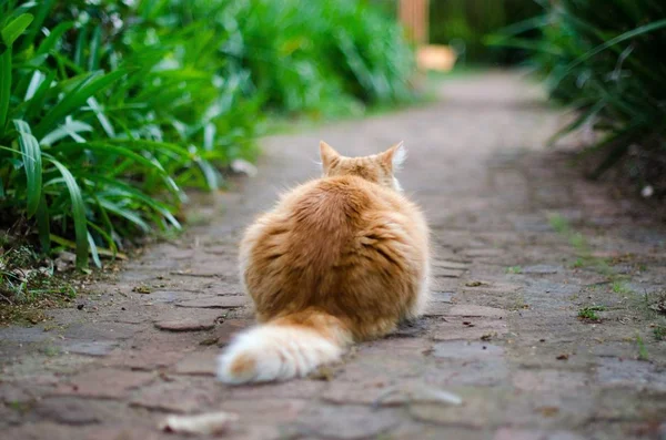 close up portrait of Furry Cat outdoors