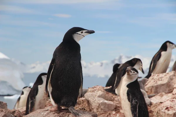 Penguins Group on winter landscape