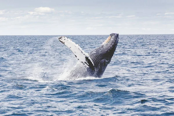 Whale Fish Dive