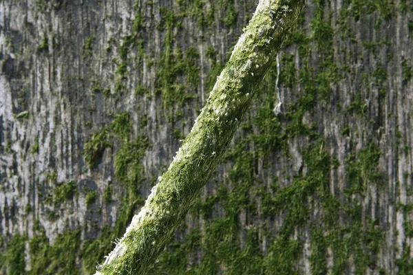 Broken tree with mossy rocks background