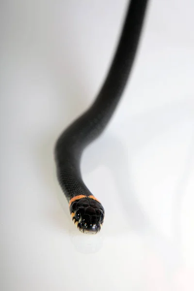 black A snake head