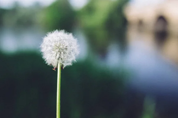 Dandelion plants with blurry background