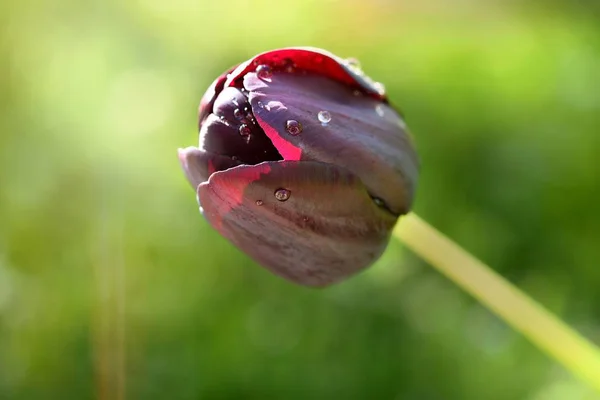 Fresh tulip Flower in garden