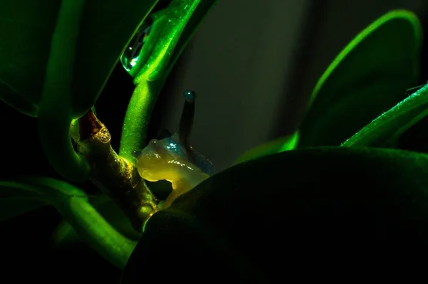 Snail Closeup in green leaf