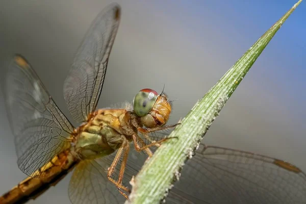 close up of Caption dragon fly