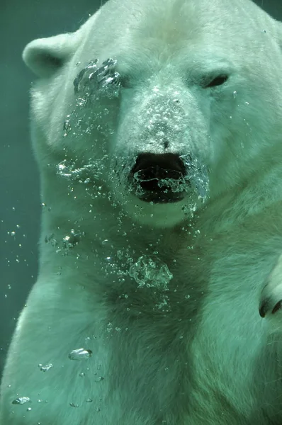 close up of Polar Bear Underwater