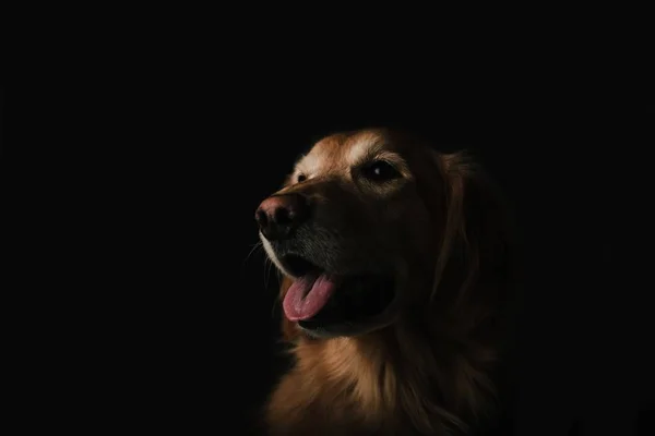 portrait of dog at dark