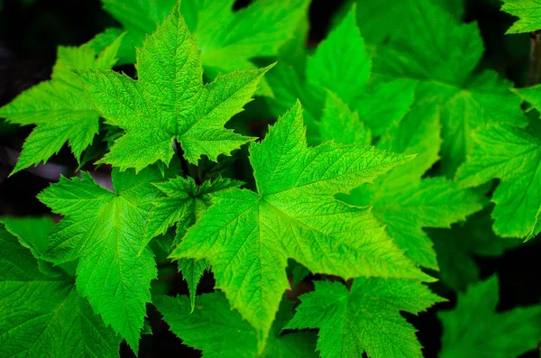 close up of green leaves in nature