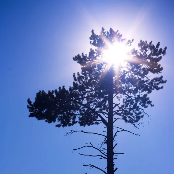 Sun light and tree against blue sky