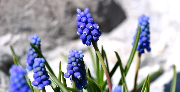 Muscari blue flower garden