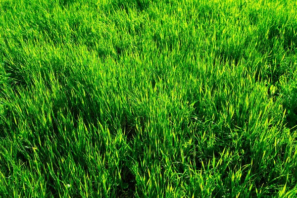 close up of green grass field