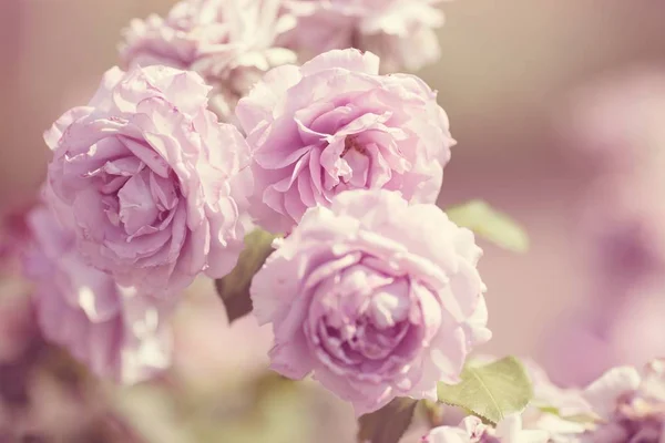 close up of spring pink roses  stock images page  everypixel