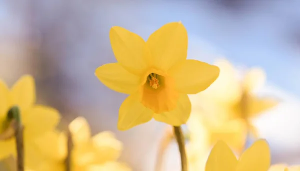 close up of Fragrance yellow