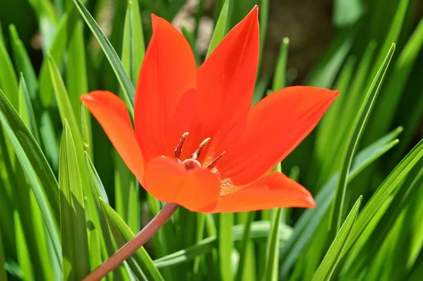 Red Tulip Flower Garden