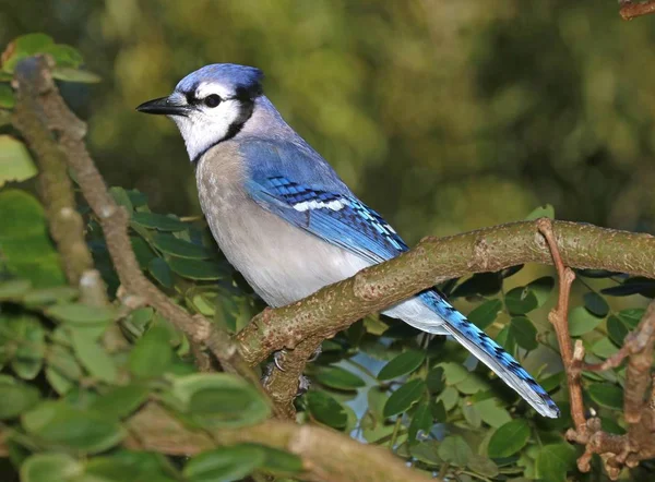 Blue Jay bird sitting on tree