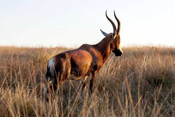 Antelope standing in meadow with tall grass