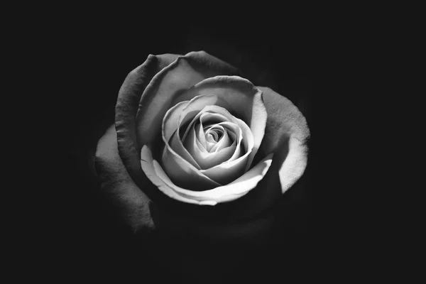 Black and White Rose on black background