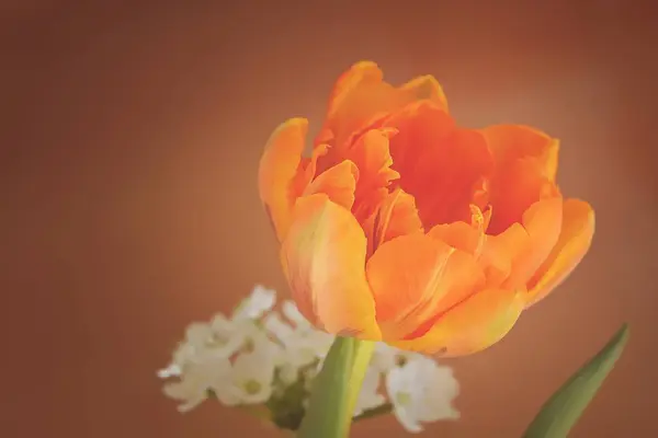 Fresh orange tulip flower